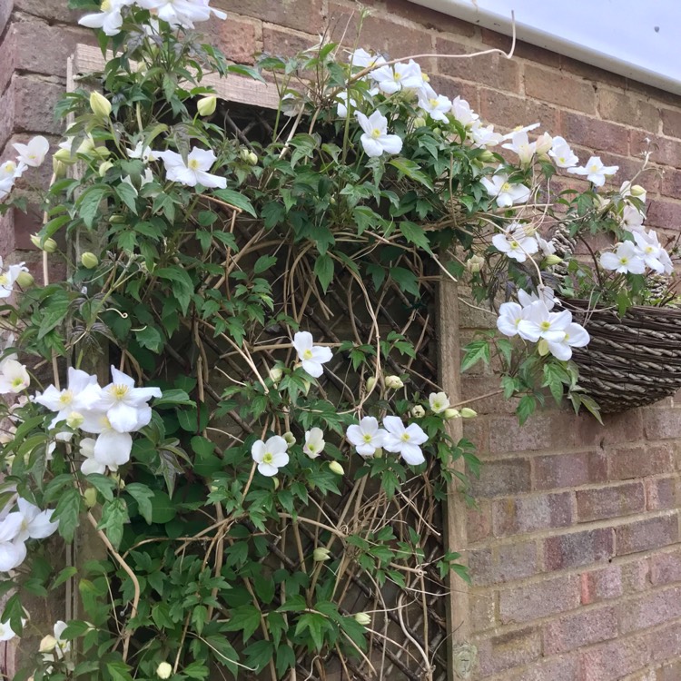 plant image 1582546