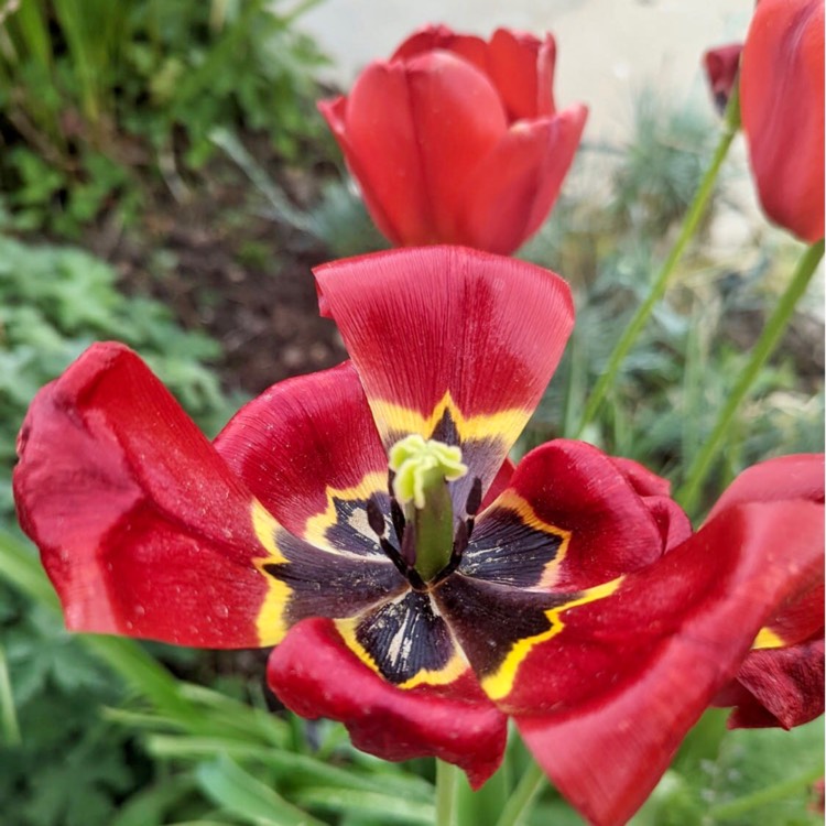 plant image 1582550 plant image 1582550