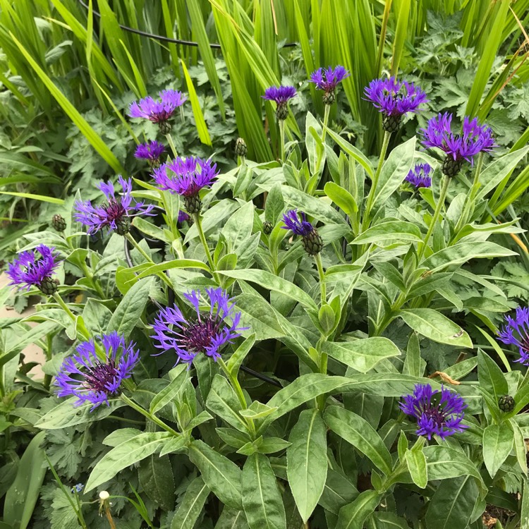 plant image 1583883 plant image 1583883