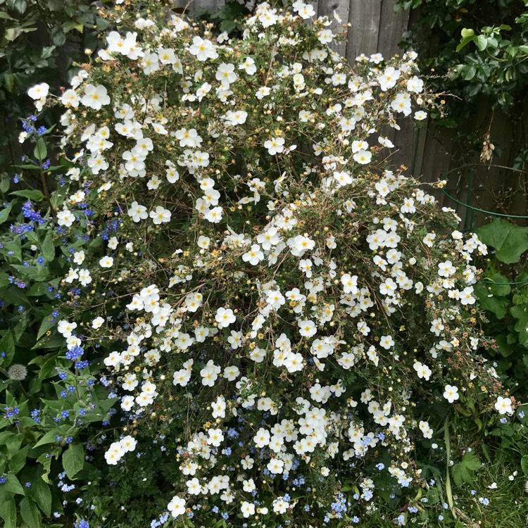 plant image 1583884 plant image 1583884