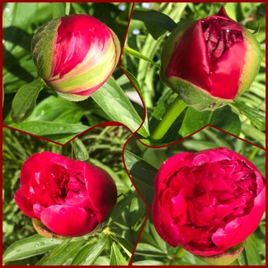 Paeonia