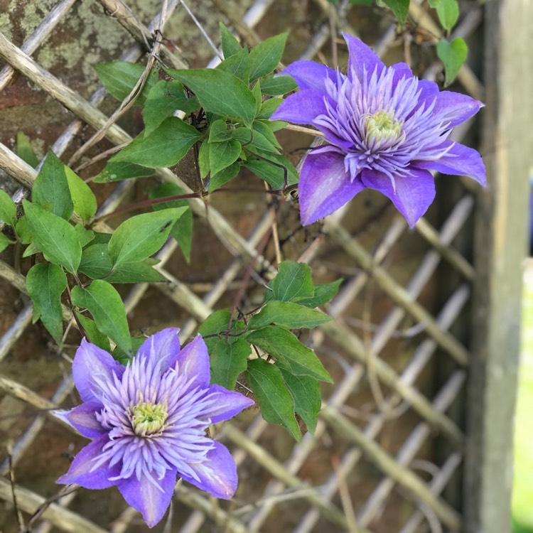plant image 1587943 plant image 1587943