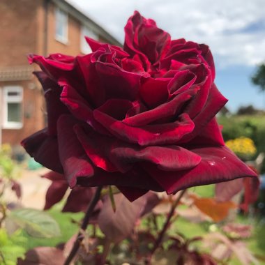 Rosa 'Black Boy'
