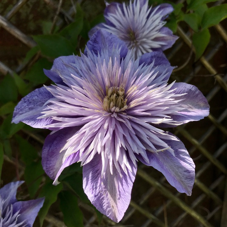 plant image 1597237 plant image 1597237