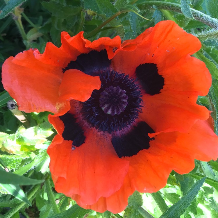 plant image 1597238 plant image 1597238