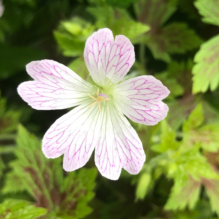 plant image 1597270 plant image 1597270