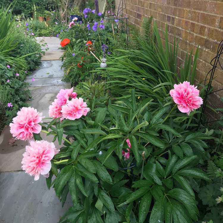 plant image 1597275 plant image 1597275