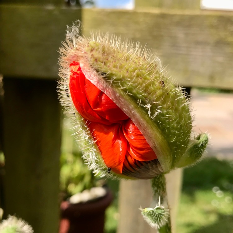 plant image 1597276 plant image 1597276