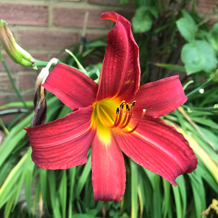 plant image 1605810 plant image 1605810