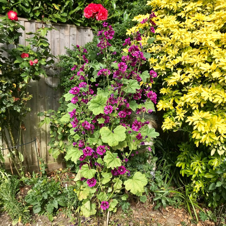 plant image 1606573 plant image 1606573