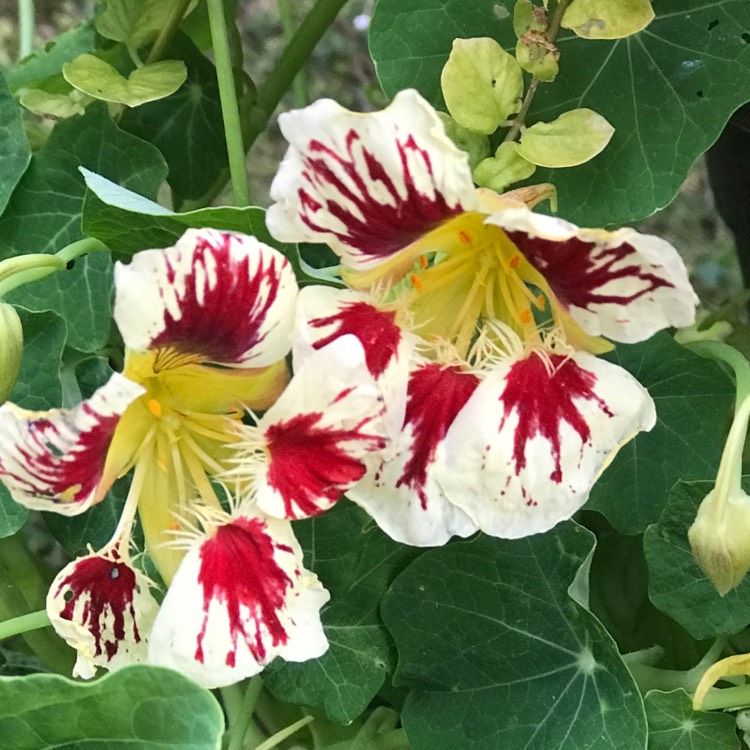 plant image 1613987 plant image 1613987