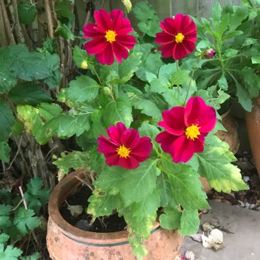 Dahlia