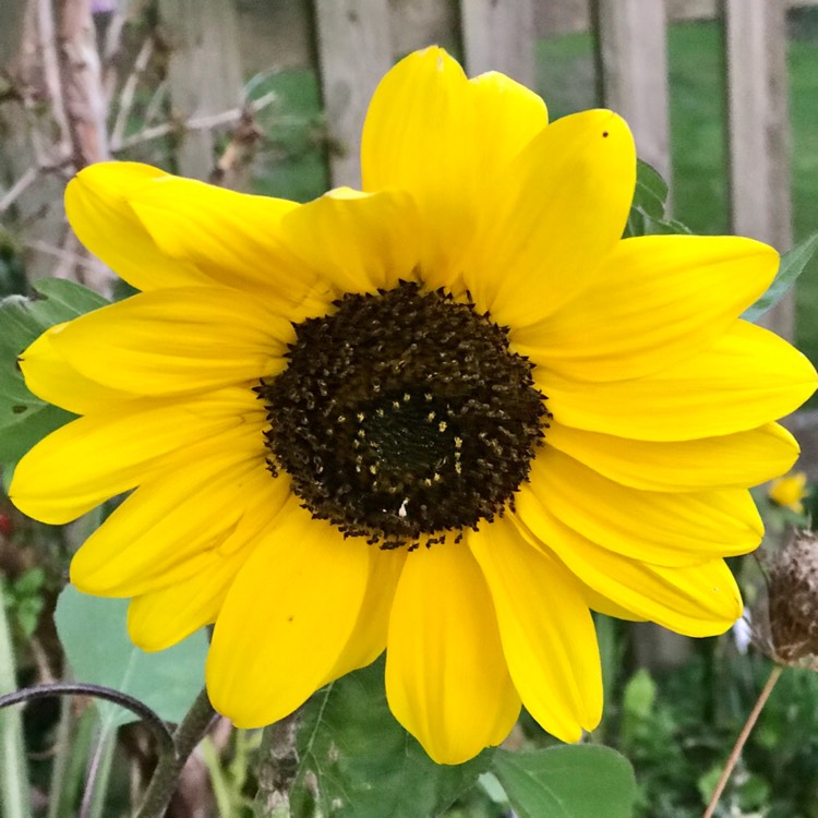plant image 1635672