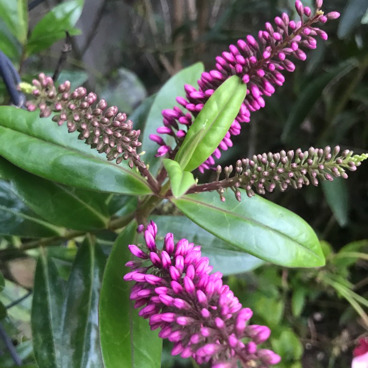 plant image 1635677 plant image 1635677