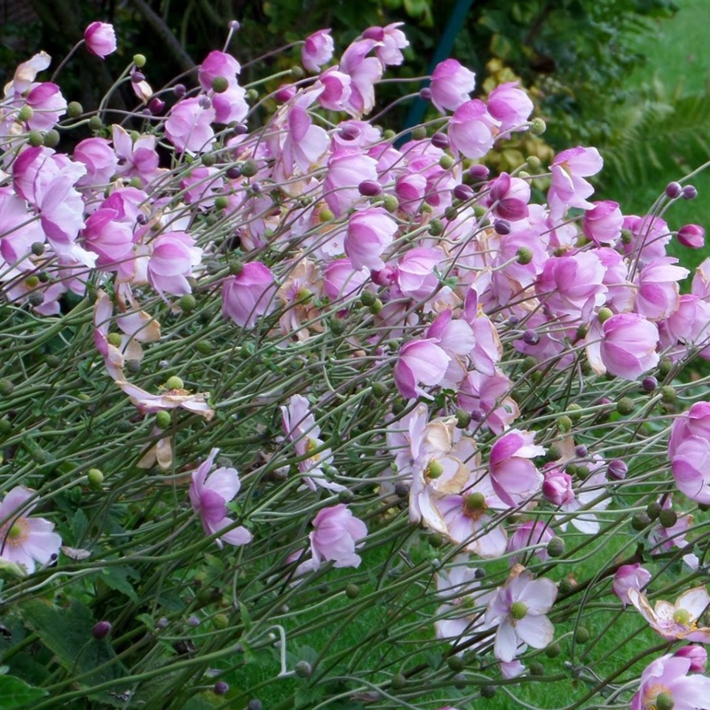 plant image 164124 plant image 164124