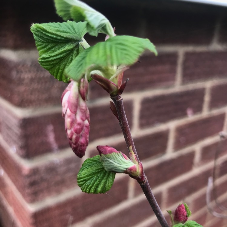 plant image 1652356 plant image 1652356