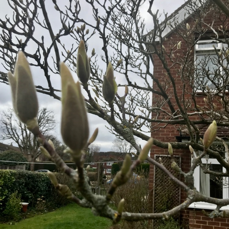 plant image 1652364