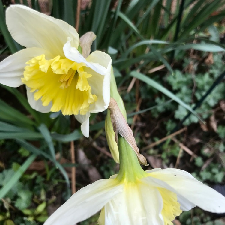 plant image 1652366 plant image 1652366