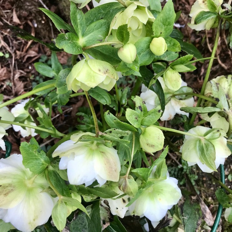 plant image 1652373 plant image 1652373