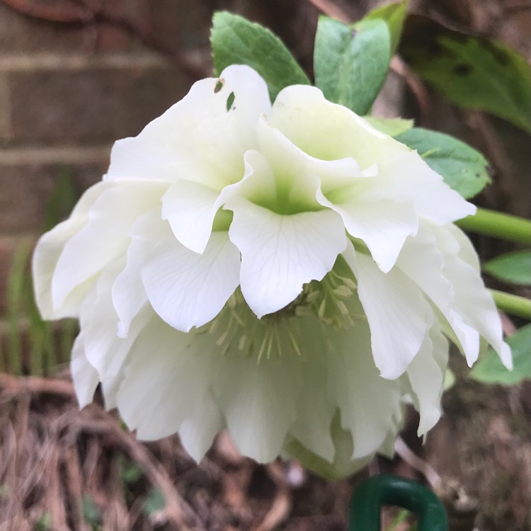 plant image 1652374 plant image 1652374