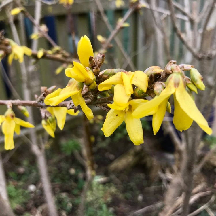 plant image 1652375