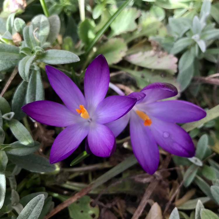 plant image 1652381 plant image 1652381