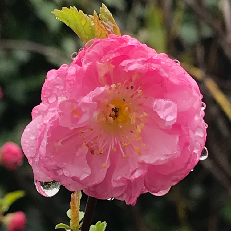 plant image 1654254