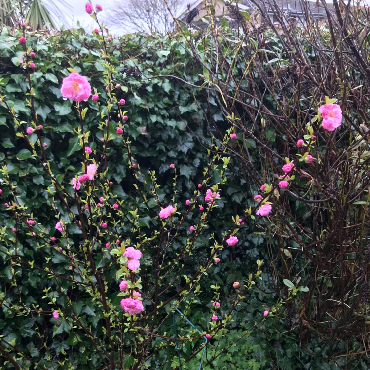 plant image 1654255