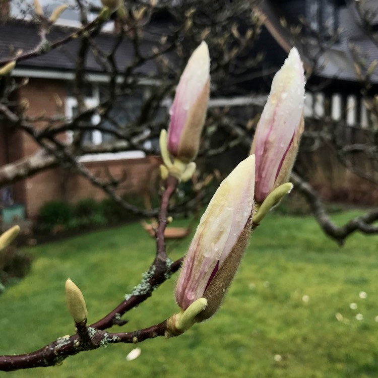 plant image 1654258