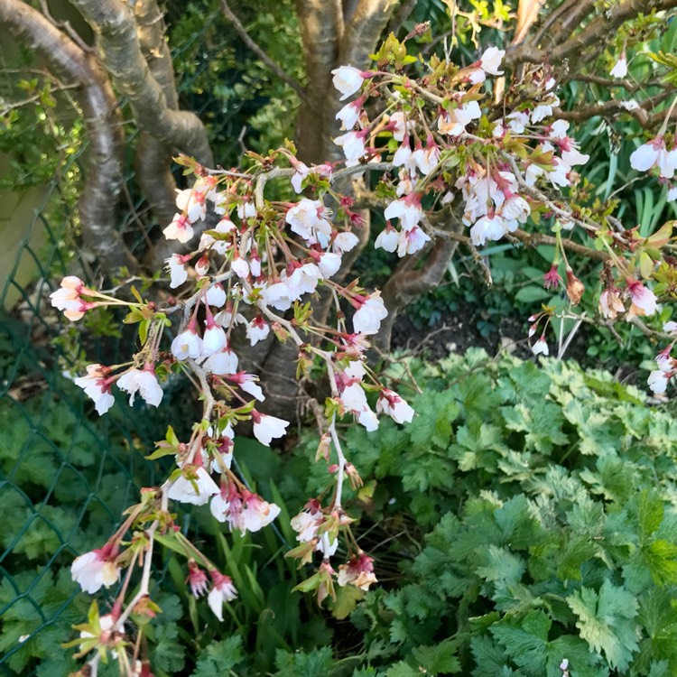 plant image 1655123 plant image 1655123