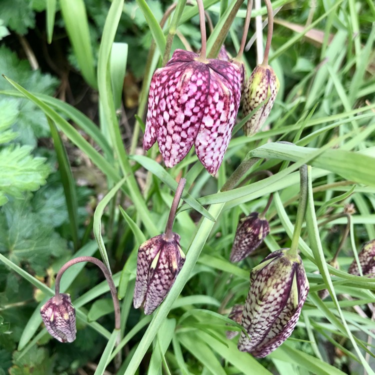 plant image 1655414 plant image 1655414