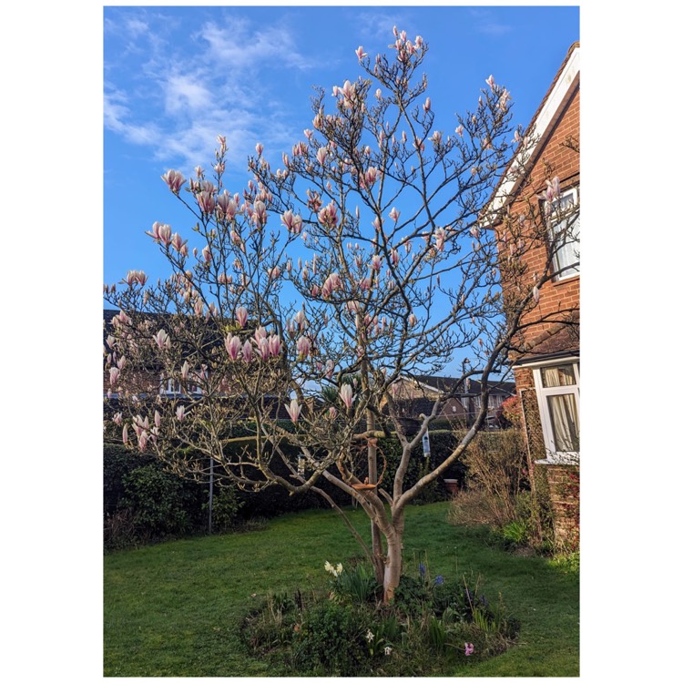 plant image 1655671