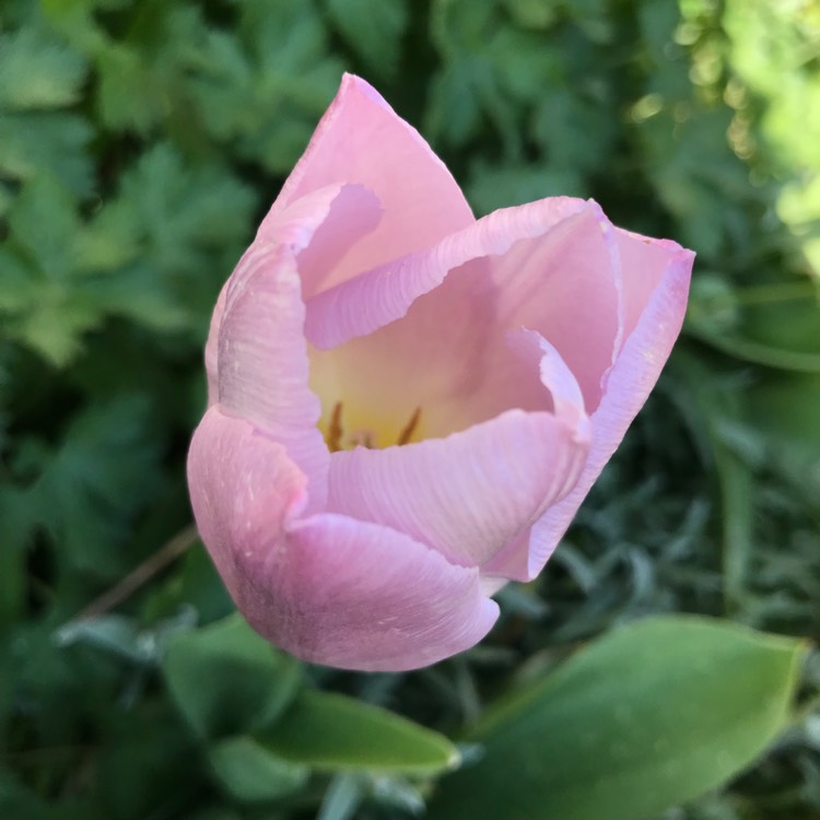 plant image 1659253 plant image 1659253