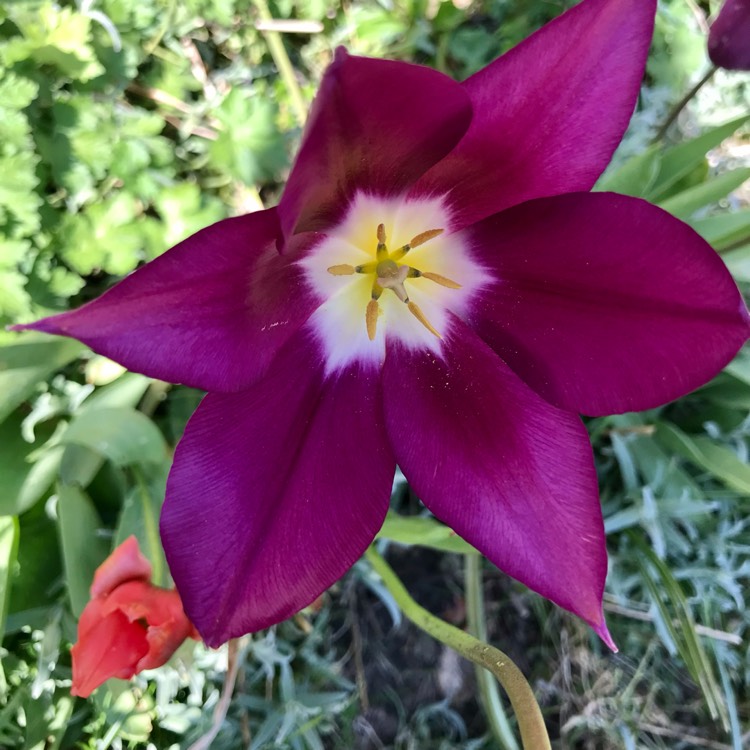 plant image 1659254 plant image 1659254