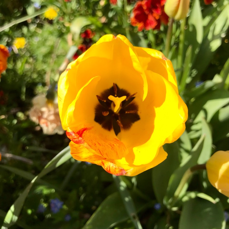 plant image 1659258 plant image 1659258