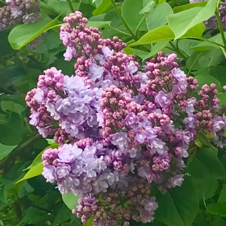 plant image 1664102