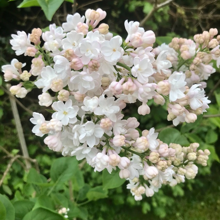 plant image 1664108