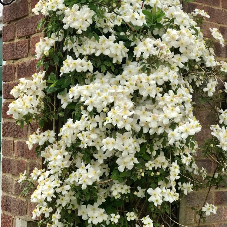 plant image 1665259