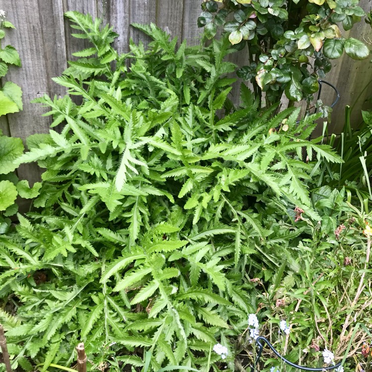 plant image 1665264 plant image 1665264