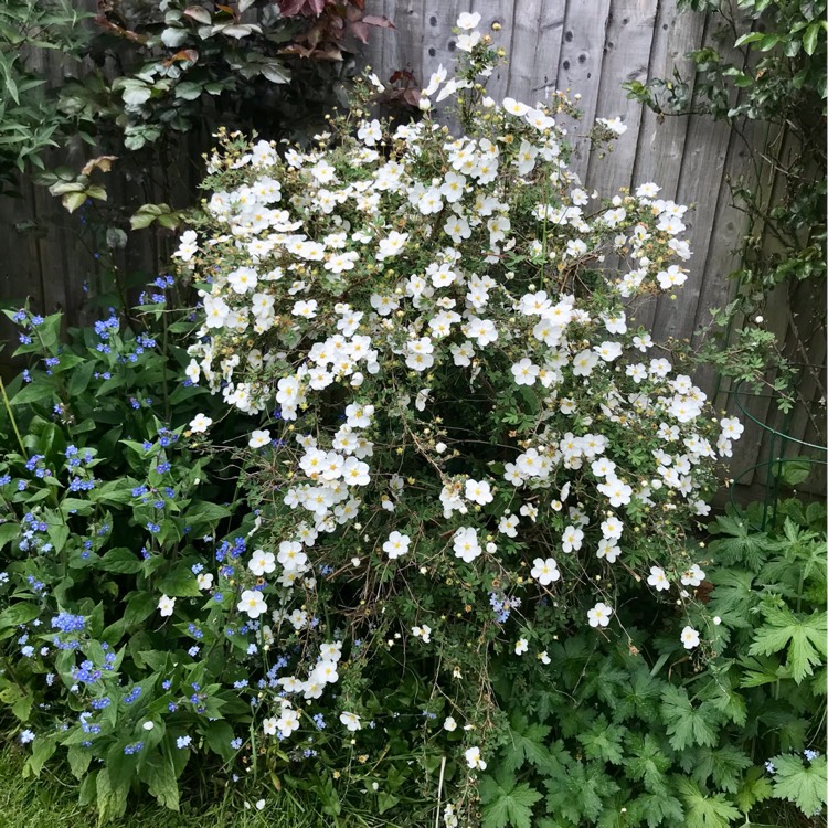 plant image 1665266 plant image 1665266