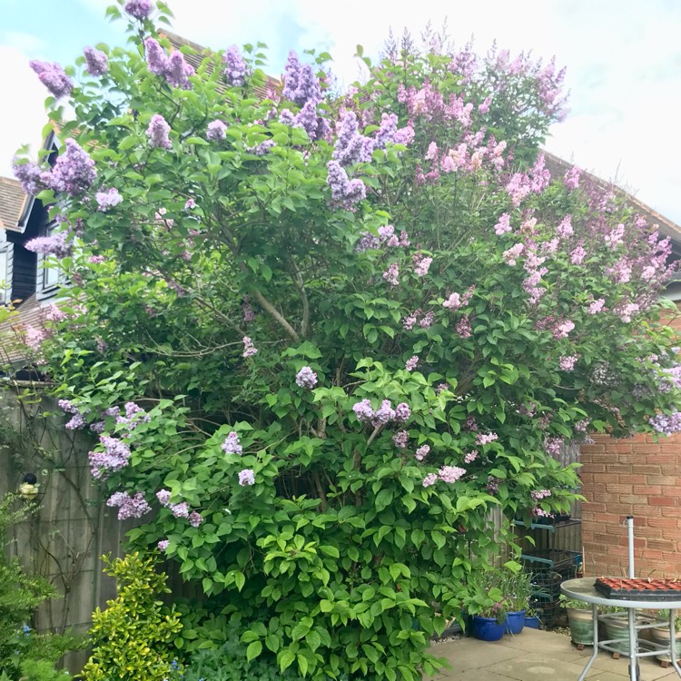 plant image 1665269