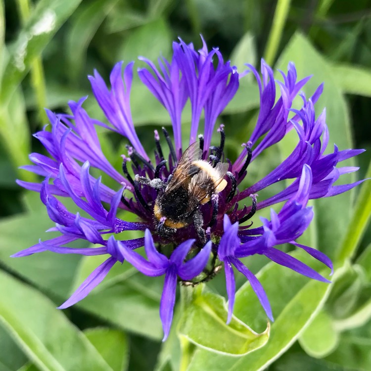plant image 1666090 plant image 1666090