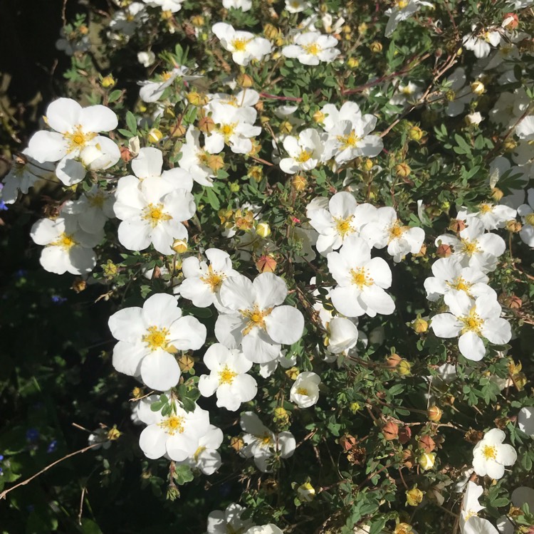 plant image 1667085 plant image 1667085