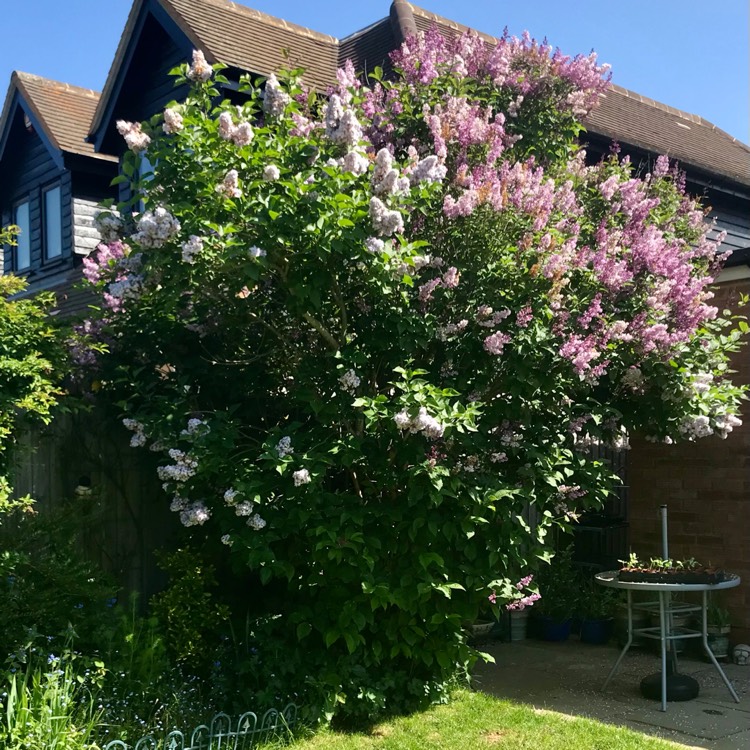 plant image 1667086