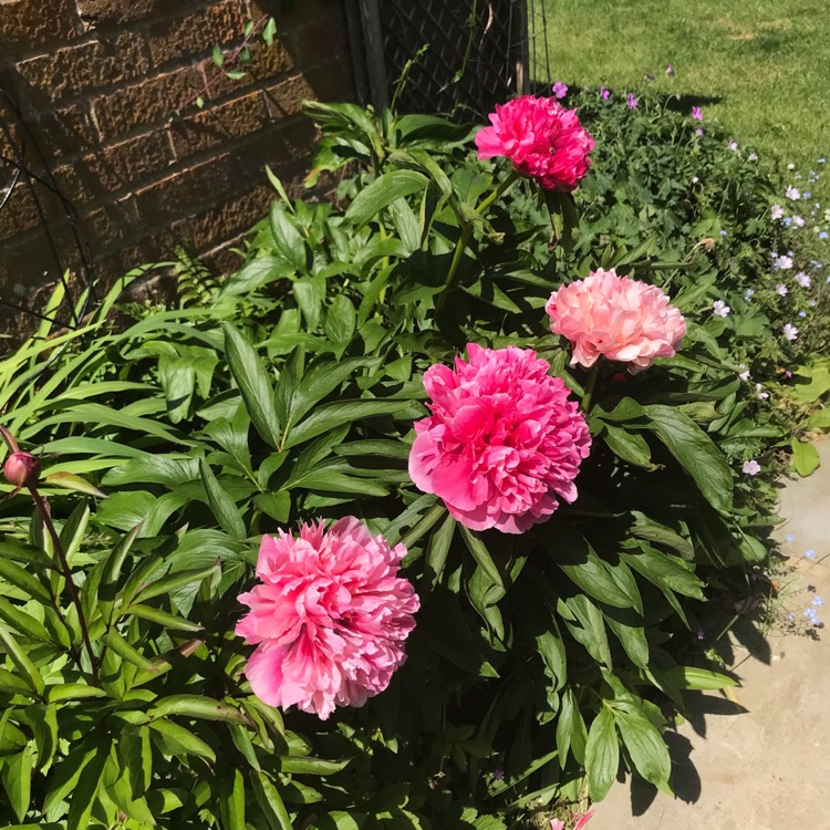 plant image 1668835 plant image 1668835
