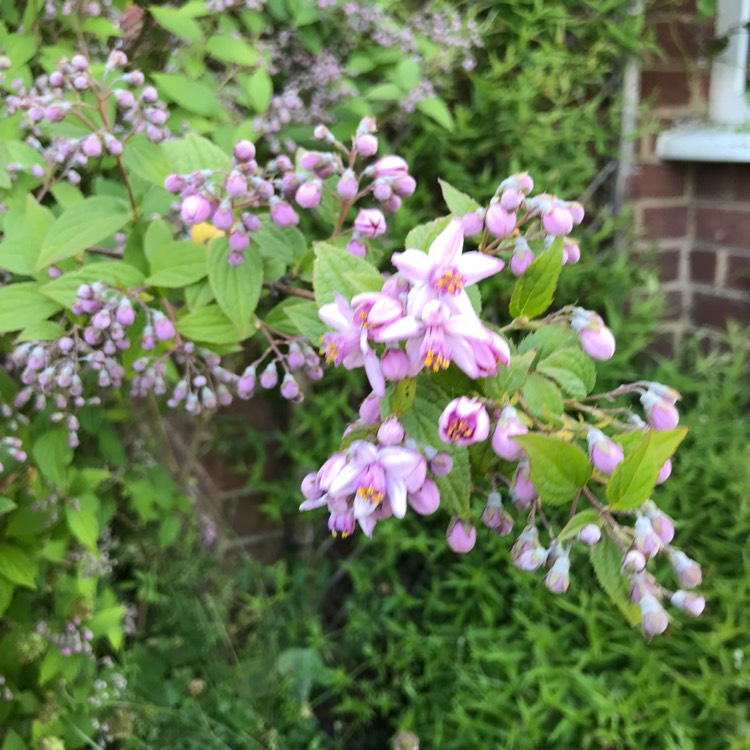 plant image 1669117 plant image 1669117