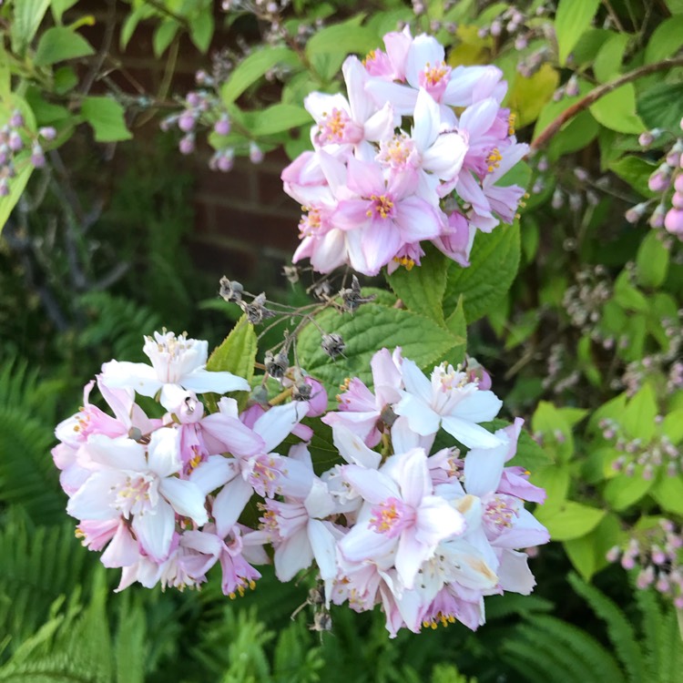 plant image 1669118 plant image 1669118