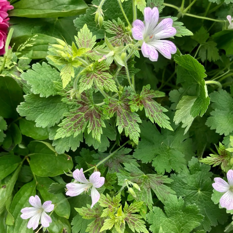 plant image 1669579 plant image 1669579