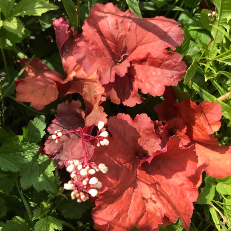 plant image 1669589
