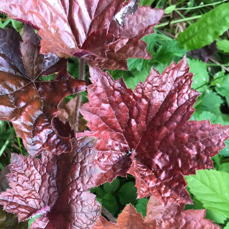 plant image 1669592